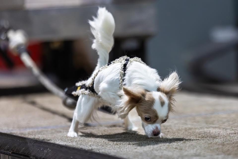 NAWA Home Banner - Dog weight pulling competition